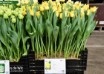 Tulipa Yellow Crown ® (1)